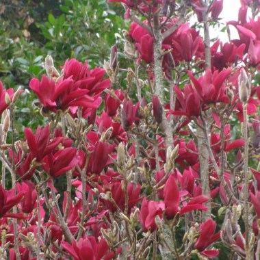 burgundy-star-1 (1)